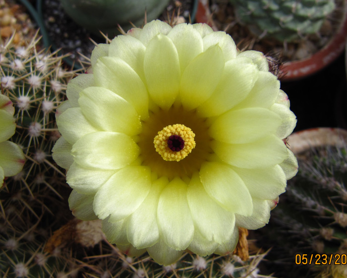 Notocactus mammullosa flower